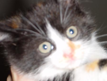 notre petit chat potté
